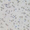Peroxisome Proliferator Activated Receptor Gamma antibody, 13-947, ProSci, Immunohistochemistry frozen image 