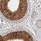 Ventricular Zone Expressed PH Domain Containing 1 antibody, HPA026645, Atlas Antibodies, Immunohistochemistry paraffin image 