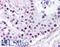 hRAD50 antibody, LS-B1708, Lifespan Biosciences, Immunohistochemistry frozen image 