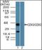 Caudal Type Homeobox 2 antibody, orb96285, Biorbyt, Western Blot image 