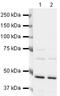 Flap Structure-Specific Endonuclease 1 antibody, PA5-19823, Invitrogen Antibodies, Western Blot image 