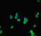 FYVE, RhoGEF And PH Domain Containing 5 antibody, LS-C677939, Lifespan Biosciences, Immunofluorescence image 