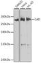 CAD protein antibody, A8344, ABclonal Technology, Western Blot image 