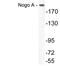 Reticulon 4 antibody, LS-C177253, Lifespan Biosciences, Western Blot image 