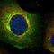 Bone Marrow Stromal Cell Antigen 2 antibody, HPA017060, Atlas Antibodies, Immunofluorescence image 