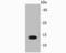Profilin 1 antibody, NBP2-67078, Novus Biologicals, Western Blot image 
