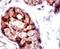 Tumor Susceptibility 101 antibody, PA5-12039, Invitrogen Antibodies, Immunohistochemistry frozen image 