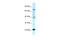 Regulator Of G Protein Signaling 10 antibody, 31-068, ProSci, Enzyme Linked Immunosorbent Assay image 