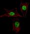 Mesenchyme Homeobox 2 antibody, PA5-35211, Invitrogen Antibodies, Immunofluorescence image 