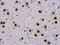 WW Domain Binding Protein 11 antibody, PA5-31241, Invitrogen Antibodies, Immunohistochemistry frozen image 