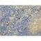 IgG4 antibody, NBP2-62126B, Novus Biologicals, Immunohistochemistry frozen image 