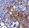 Interleukin 3 antibody, A02435, Boster Biological Technology, Immunohistochemistry paraffin image 