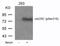 Cell Division Cycle 25C antibody, 79-155, ProSci, Western Blot image 