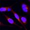 Sterol Regulatory Element Binding Transcription Factor 2 antibody, AF7119, R&D Systems, Immunocytochemistry image 