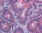 Interleukin 10 antibody, TA318463, Origene, Immunohistochemistry frozen image 