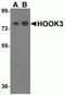 Hook Microtubule Tethering Protein 3 antibody, NBP2-81990, Novus Biologicals, Western Blot image 