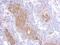 Matrix Metallopeptidase 23B antibody, NBP2-17313, Novus Biologicals, Immunohistochemistry frozen image 
