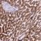 Retinol Dehydrogenase 16 antibody, NBP1-87117, Novus Biologicals, Immunohistochemistry paraffin image 