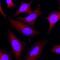 RAD51 Recombinase antibody, MAB99481, Novus Biologicals, Immunofluorescence image 