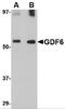 Growth/differentiation factor 6 antibody, 4691, ProSci, Western Blot image 