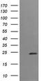 Trafficking Protein Particle Complex 4 antibody, LS-C174425, Lifespan Biosciences, Western Blot image 