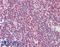 Serine/Threonine Kinase 38 antibody, LS-B8355, Lifespan Biosciences, Immunohistochemistry frozen image 