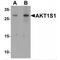 AKT1 Substrate 1 antibody, MBS153593, MyBioSource, Western Blot image 