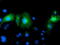 LRAT Domain Containing 2 antibody, M33920, Boster Biological Technology, Immunofluorescence image 