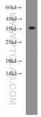 HtrA Serine Peptidase 2 antibody, 15775-1-AP, Proteintech Group, Western Blot image 