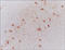 Galanin antibody, 250657, Abbiotec, Immunohistochemistry frozen image 
