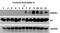 H3 Histone Family Member 3B antibody, M06819-27, Boster Biological Technology, Western Blot image 
