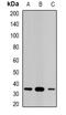 Steroidogenic Acute Regulatory Protein antibody, abx142247, Abbexa, Western Blot image 