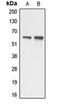Apoptosis Antagonizing Transcription Factor antibody, orb215121, Biorbyt, Western Blot image 