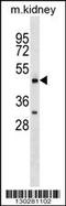 Orexin receptor type 2 antibody, 58-425, ProSci, Western Blot image 