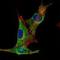 Inhibin Subunit Alpha antibody, NBP1-51660, Novus Biologicals, Immunofluorescence image 