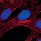 Caspase 9 antibody, PA5-17605, Invitrogen Antibodies, Immunofluorescence image 