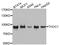 THO Complex 1 antibody, STJ110478, St John