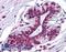 Jumonji Domain Containing 4 antibody, LS-B5035, Lifespan Biosciences, Immunohistochemistry frozen image 