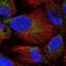  antibody, NBP2-56779, Novus Biologicals, Immunocytochemistry image 