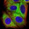 Ribosomal Protein S16 antibody, NBP2-32384, Novus Biologicals, Immunofluorescence image 