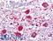 Roundabout Guidance Receptor 1 antibody, LS-B81, Lifespan Biosciences, Immunohistochemistry frozen image 