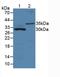 Matrix Metallopeptidase 7 antibody, LS-C295326, Lifespan Biosciences, Western Blot image 