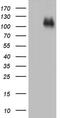 Cadherin 4 antibody, MA5-26696, Invitrogen Antibodies, Western Blot image 