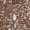mCAC antibody, NBP1-86689, Novus Biologicals, Immunohistochemistry frozen image 