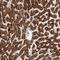 Solute Carrier Family 25 Member 20 antibody, NBP1-86689, Novus Biologicals, Immunohistochemistry frozen image 