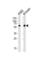 Brain-specific angiogenesis inhibitor 1-associated protein 2 antibody, abx034923, Abbexa, Western Blot image 