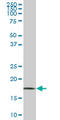 Guided Entry Of Tail-Anchored Proteins Factor 1 antibody, LS-C139181, Lifespan Biosciences, Western Blot image 