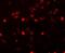 SH3 Domain Containing Ring Finger 2 antibody, NBP1-76284, Novus Biologicals, Immunofluorescence image 