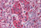 Fibroblast Growth Factor Receptor 1 antibody, MBS246151, MyBioSource, Immunohistochemistry frozen image 