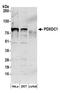 Pyridoxal Dependent Decarboxylase Domain Containing 1 antibody, A304-888A, Bethyl Labs, Western Blot image 